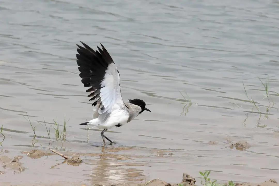 距翅麦鸡.jpg