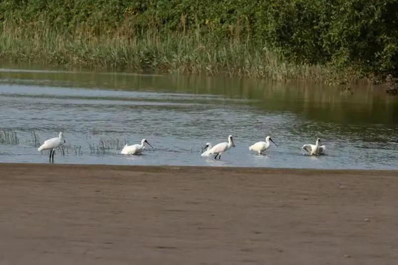 珠海横琴发明黑脸琵鹭、小灵猫等国家一级濒危物种