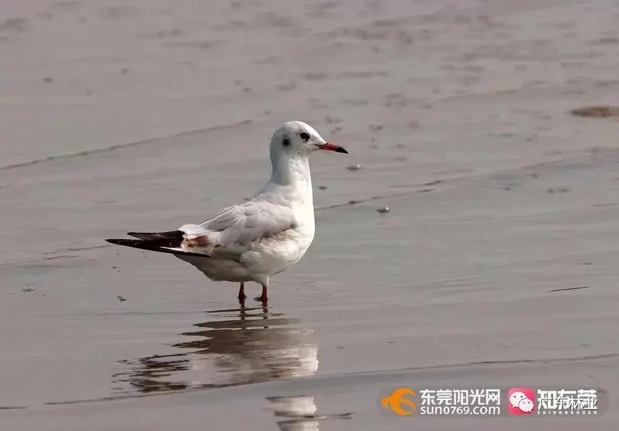 视频直击！大批候鸟飞临东莞！