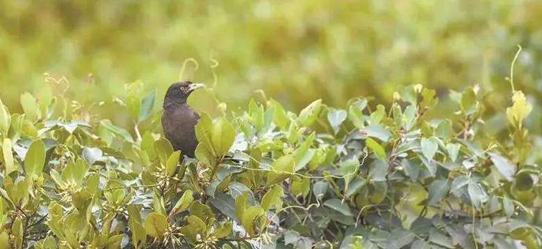 野生动植物视察监测指挥与治理系统